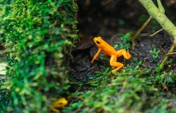 frog habitat moist